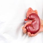 Terobosan Medis: Ilmuwan Berhasil Ciptakan “Ginjal Universal” yang Cocok untuk Semua Golongan Darah