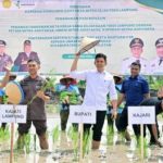 Pemkab Lamsel dan Kejati Lampung Kolaborasi Perkuat Ketahanan Pangan Lewat Padi Biosalin di Sragi