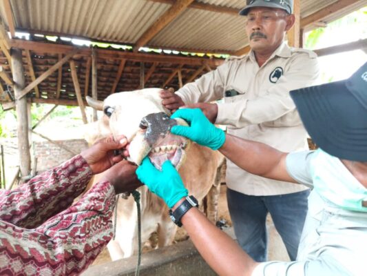 Pengendalian Penyakit Mulut dan Kuku Diperkuat, Pemerintah Provinsi Lampung Genjot Vaksinasi Jelang Idul Adha 2026